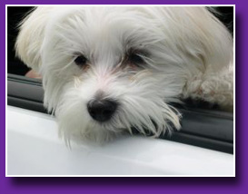 bichon frise