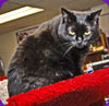 foxy the store cat at Reigning Cats and Dogs in Wells, Maine