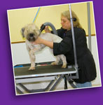 Dog Groomer with Dog