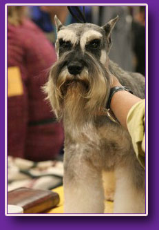 dog grooming